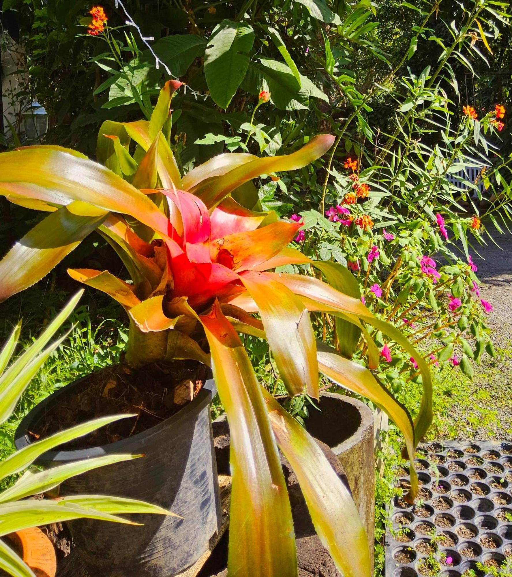 Balmy Hideout Cafe & Homestay Ban Huai Kaeo Eksteriør billede
